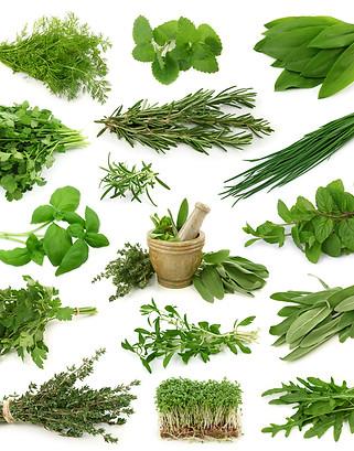 Collection of Herbs